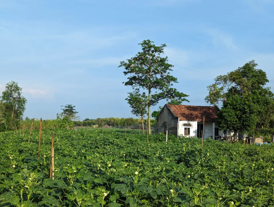 Vườn rau của Dương Phương Duyên